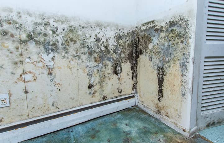 residential mold removal experts in Irvine